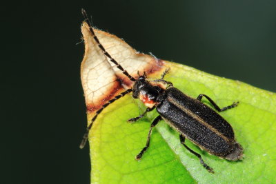Polemius canadensis