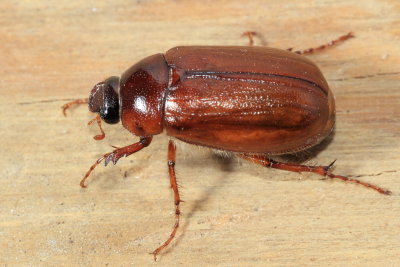 Lesser June Beetle (Phyllophaga futilis)