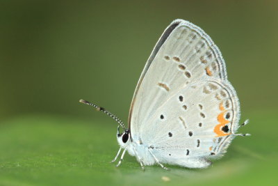 Eastern Tailed-Blue (Cupido comyntas)