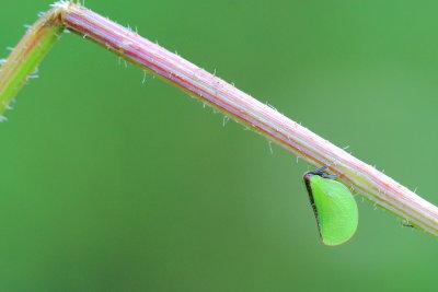 Two-striped Planthopper (Acanalonia bivittata), family Acanaloniidae