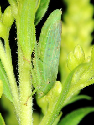 Gypona melanota (Iassinae)