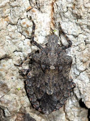 Parabrochymena arborea