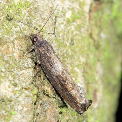 Pseudexentera sp.