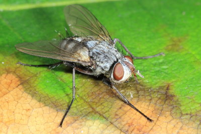 Cryptomeigenia sp. (Exoristinae)