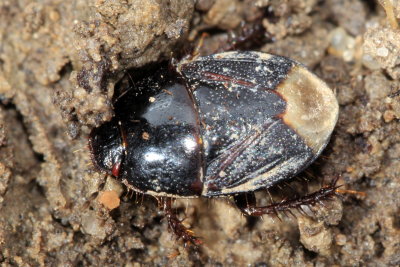 Microporus nigrita