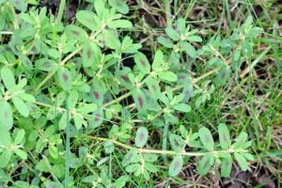 Spotted Spurge (Euphorbia maculata)