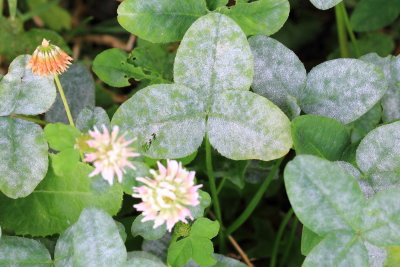 Clover Powdery Mildew (Erysiphe trifoliorum)