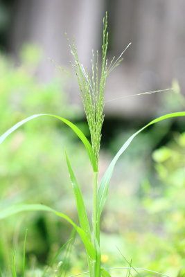 Witchgrass (Panicum capillare)