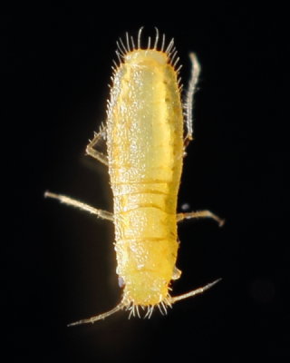 Atheroides sp. 