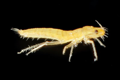 Atheroides sp. 