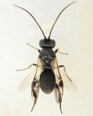 Ascogaster sp. (Cheloninae)