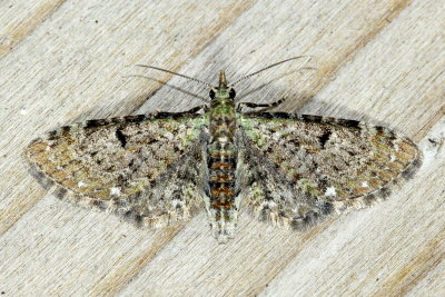 Common Eupithecia H#7474 Eupithecia cf. miserulata 