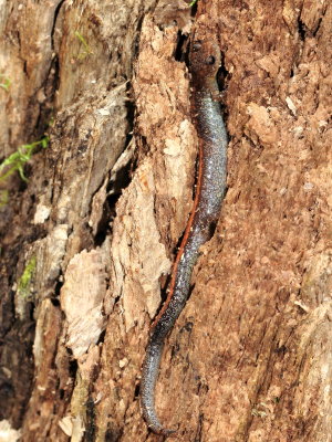 Red-backed Salamander (Plethodon cinereus)