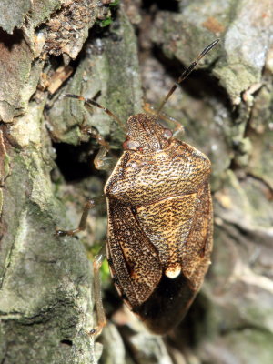 Banasa sordida