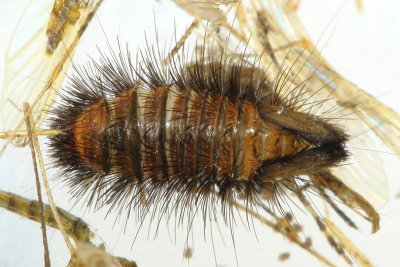 Buffalo Carpet Beetle (Anthrenus scrophulariae)