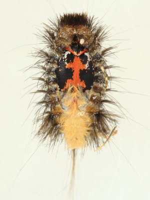 Buffalo Carpet Beetle (Anthrenus scrophulariae)