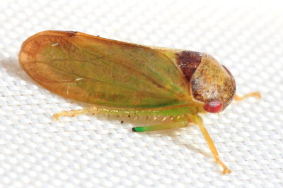 Iassus lanio (Iassinae)