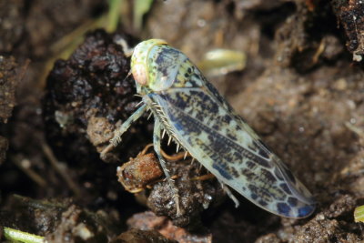 Allygus mixtus (Deltocephalinae)