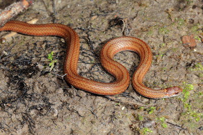 Northern Redbelly Snake (Storeria o. occipitomaculata)