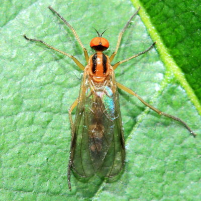 Rhamphomyia vittata