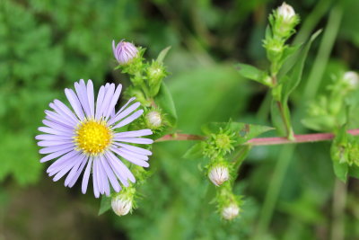 Smooth Blue Aster (Symphyotrichum laeve)