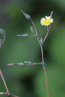 Prickly Lettuce (Lactuca serriola)