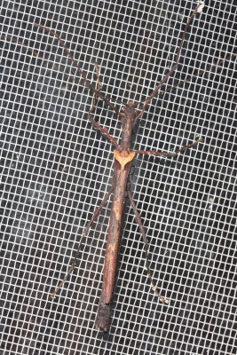 Flying Stick, Ignacia auriculata (Pseudophasmatidae: Pseudophasmatinae)
