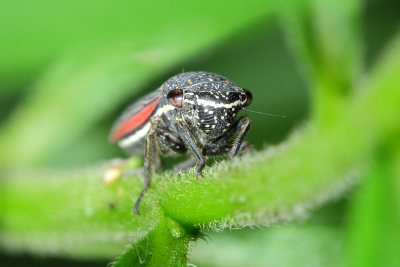 Cuerna striata (Cicadellinae)