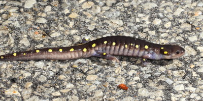 Spotted Salamander (Ambystoma maculatum)