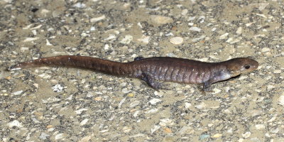 Jefferson Salamander (Ambystoma jeffersonianum)