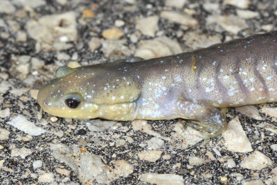 Jefferson Salamander (Ambystoma jeffersonianum)