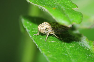 Graphocephala gothica (Cicadellinae)