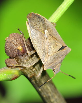 Euschistus variolarius