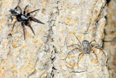 Herpyllus & Philodromus