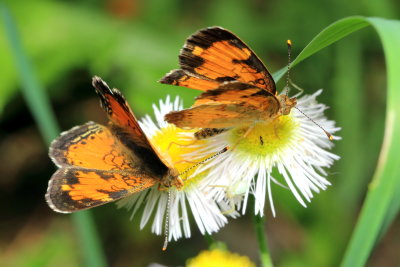 Northern Crescent (Phyciodes cocyta)