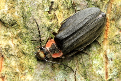 Podabrus tricostatus