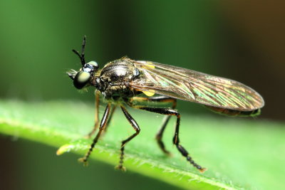 Dioctria hyalipennis (Stenopogoninae)
