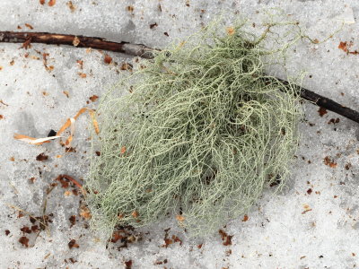 Beard Lichen (Usnea sp.)