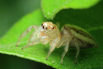 Jumping Spider, Colonus sylvanus (Salticidae)
