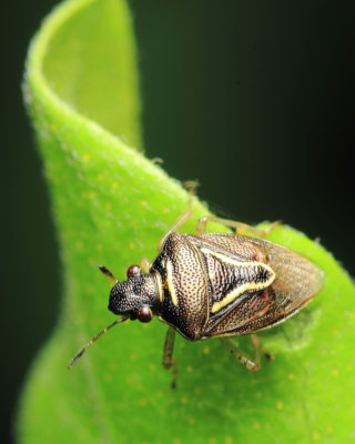 Stink Bug, Mormidea lugens (Pentatomidae)