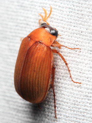 May Beetle, Nipponoserica peregrina (Scarabaeidae)