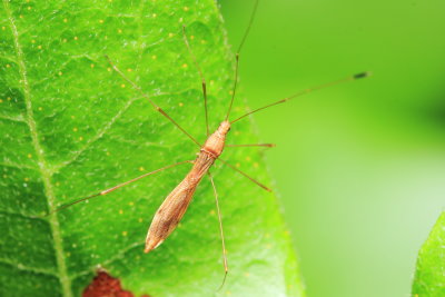 Stilt Bug, Jalysus sp. (Berytidae)