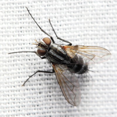 Bristle Fly, Paradidyma sp. (Tachinidae: Tachininae)