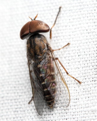 Horse Fly, Tabanus pumilus (Tabanidae)