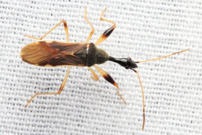 Long-necked Seed Bug, Myodocha serripes (Rhyparochromidae)