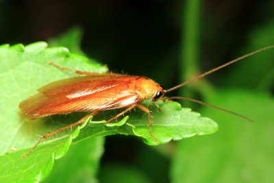 Virginia Wood Roach, Parcoblatta virginica (Ectobiidae)