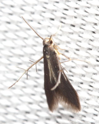 Bristle-legged Moth, Hodges#2507 Schreckensteinia erythriella (Schreckensteiniidae)