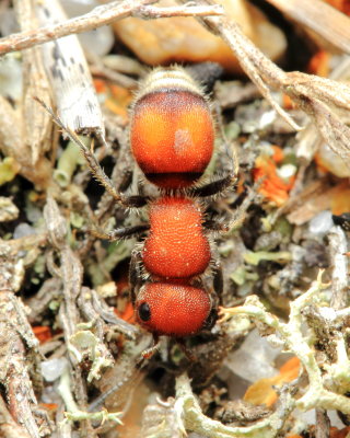 Velvet Ant, Pseudomethoca simillima (Mutillidae)