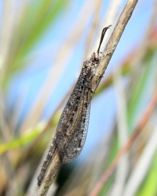 Antlion, Brachynemurus nebulosus (Myrmeleontidae)