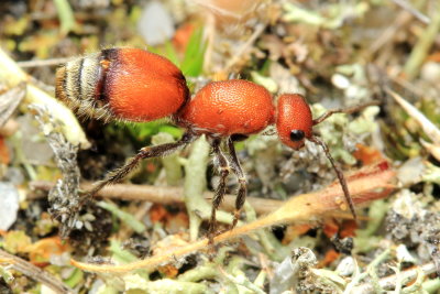 Velvet Ant, Dasymutilla nigripes (Mutillidae)